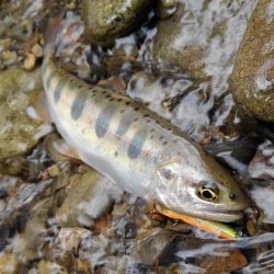 渓流ミノーイング